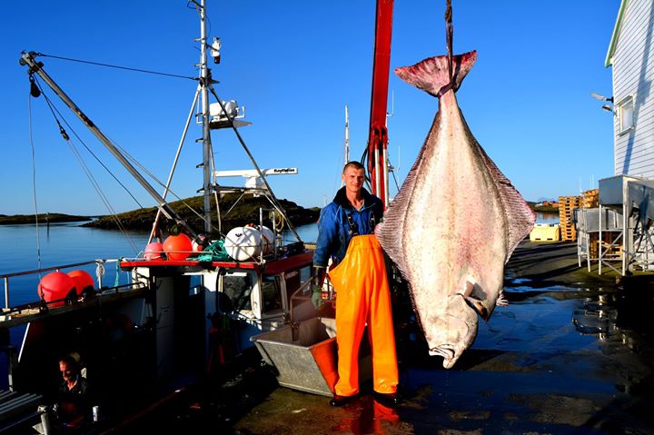 Helligvaer Big Kveite Norwegia