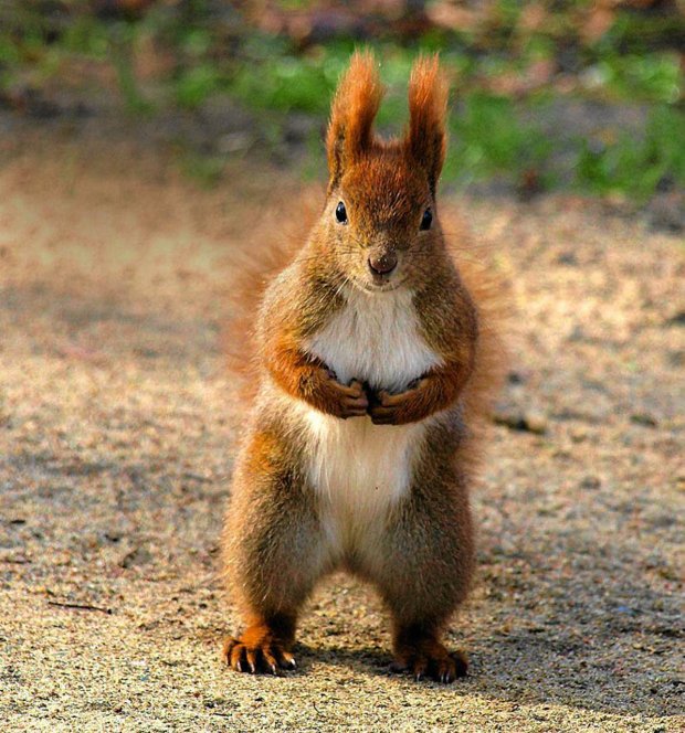 Squirrel Arkadiusz