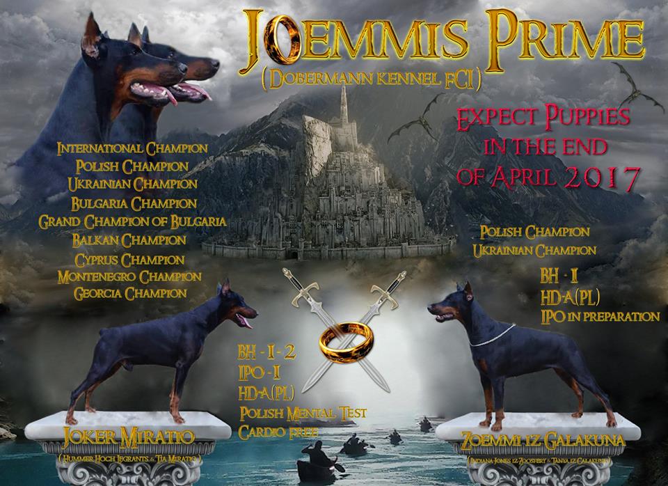 ZOEMMI 