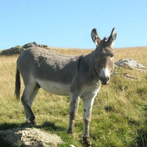 Przemek Bochenek
