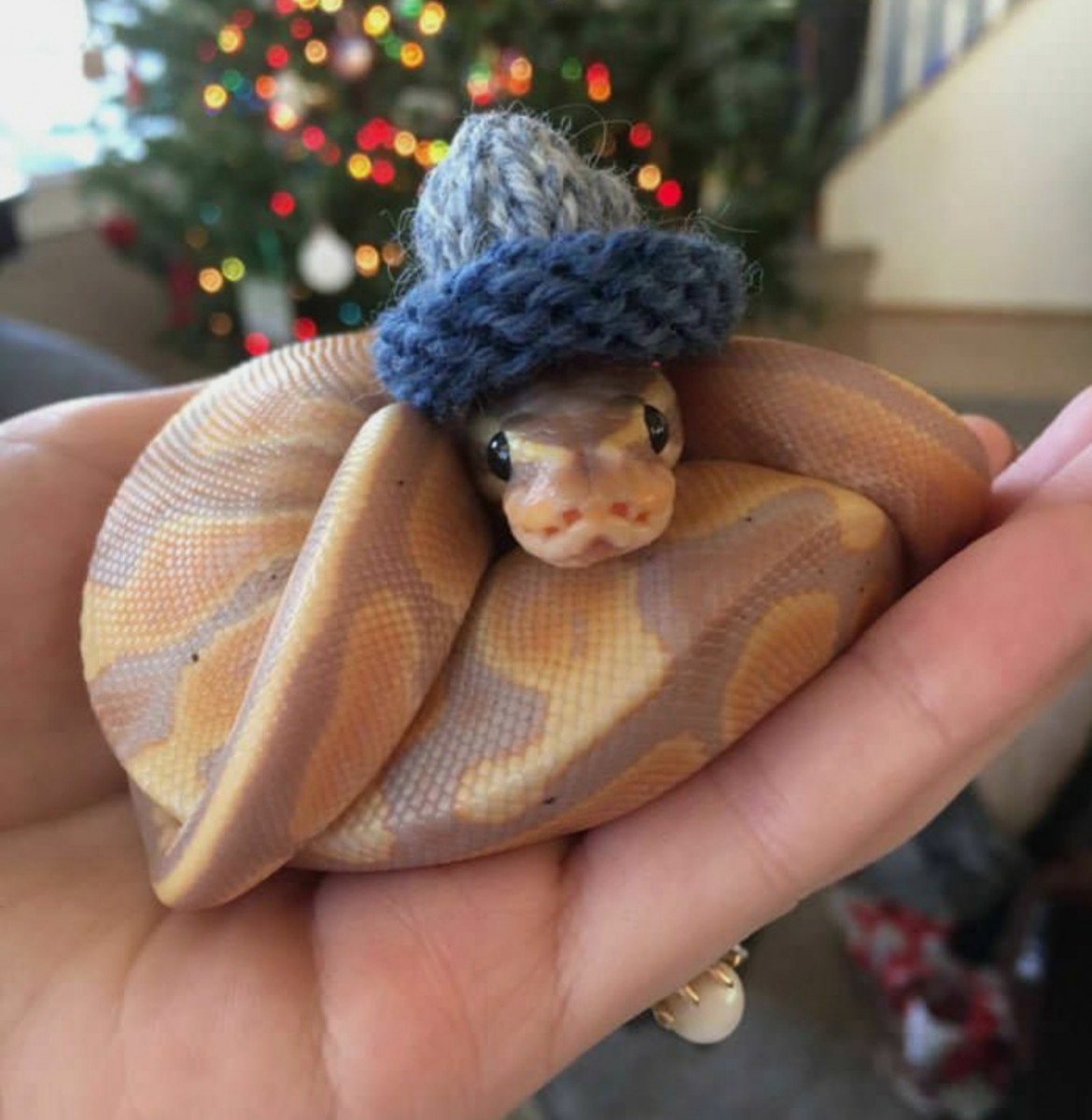 Draculina 
