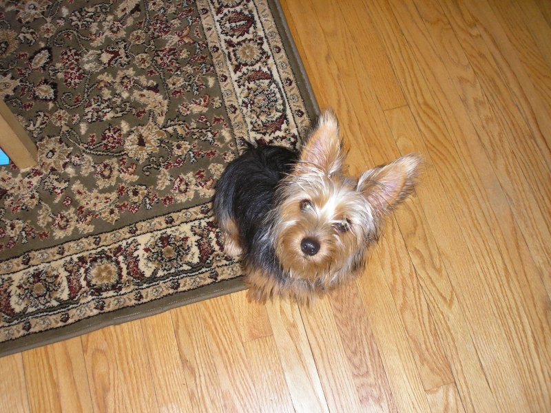 Chloe