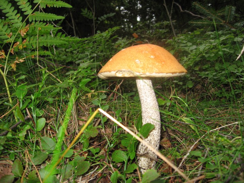 grzyb morderca