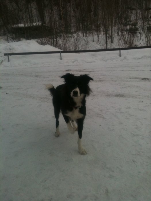 my dog :)