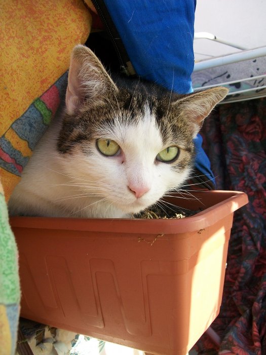 Bastet