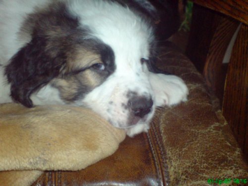 my dog ;]