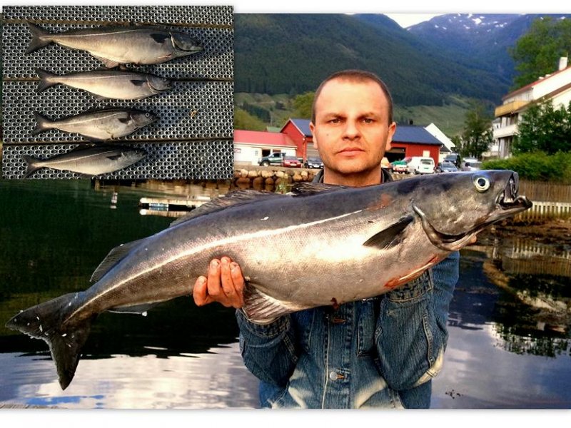 Czarniak 8kg