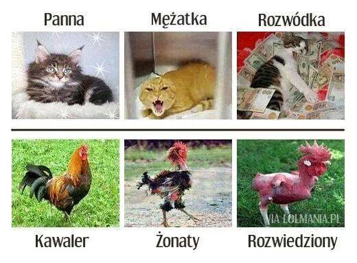 Góral Góral