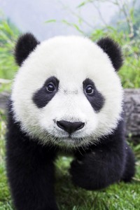 panda