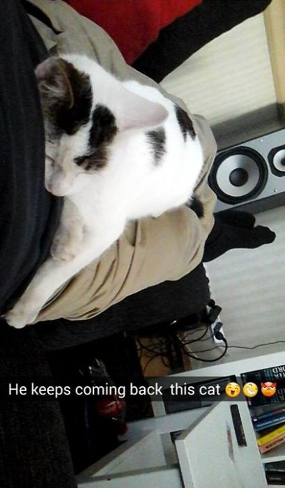 Piątek 13stego,  jest i kot