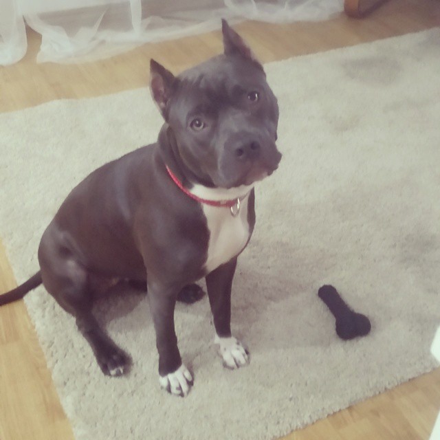 #Nuna#amstaff#dog#blue#bluestaffy#ast#devil#jakmni